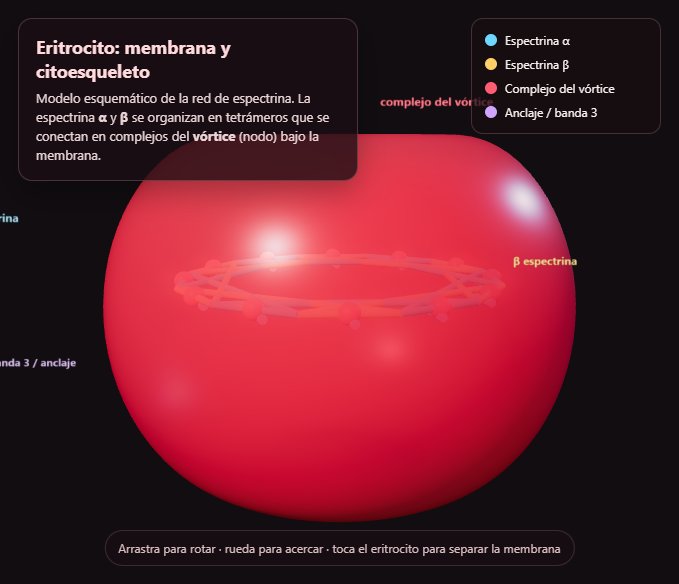 Eritrocito 3D screenshot